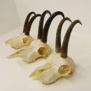 3 Stück ältere Gamsgeweihe Gemse Geweihe mit Zähne SL bis max. 21,3 cm 47.166