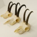3 Stück ältere Gamsgeweihe Gemse Geweihe mit Zähne SL bis max. 21,3 cm 47.166