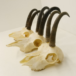3 Stück ältere Gamsgeweihe Gemse Geweihe mit Zähne SL bis max. 21,3 cm 47.166