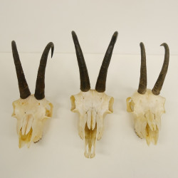 3 Stück ältere Gamsgeweihe Gemse Geweihe mit Zähne SL bis max. 21,3 cm 47.166