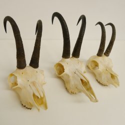 3 Stück ältere Gamsgeweihe Gemse Geweihe mit Zähne SL bis max. 21,3 cm 47.166