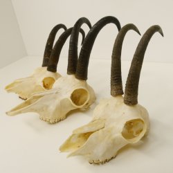 3 Stück ältere Gamsgeweihe Gemse Geweihe mit Zähne SL bis max. 21,3 cm 47.166