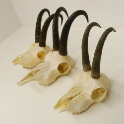 3 Stück ältere Gamsgeweihe Gemse Geweihe mit Zähne SL bis max. 21,3 cm 47.166