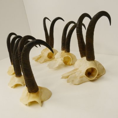 6 Stück Gamsgeweihe Gemse Geweihe Schlauchlänge max. 23 cm 47.168