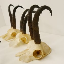 6 Stück Gamsgeweihe Gemse Geweihe Schlauchlänge max. 23 cm 47.168