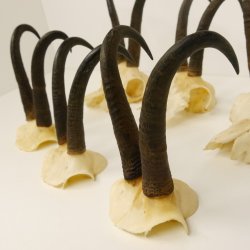 6 Stück Gamsgeweihe Gemse Geweihe Schlauchlänge max. 23 cm 47.168