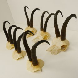 6 Stück Gamsgeweihe Gemse Geweihe Schlauchlänge max. 23 cm 47.168