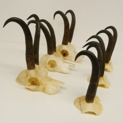 6 Stück Gamsgeweihe Gemse Geweihe Schlauchlänge max. 23 cm 47.168