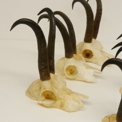 6 Stück Gamsgeweihe Gemse Geweihe Schlauchlänge max. 23 cm 47.168