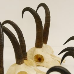 6 Stück Gamsgeweihe Gemse Geweihe Schlauchlänge max. 23 cm 47.168