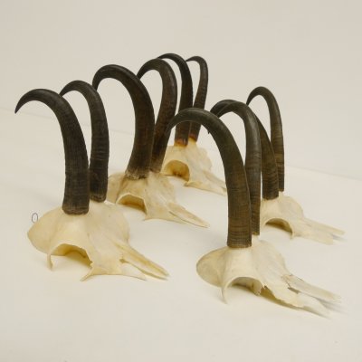 5 Stück Gamsgeweihe Gemse Geweihe Schlauchlänge max. 21,3 cm 47.169