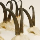 5 Stück Gamsgeweihe Gemse Geweihe Schlauchlänge max. 21,3 cm 47.169