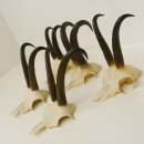 5 Stück Gamsgeweihe Gemse Geweihe Schlauchlänge max. 21,3 cm 47.169