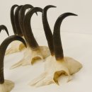 5 Stück Gamsgeweihe Gemse Geweihe Schlauchlänge max. 21,3 cm 47.169