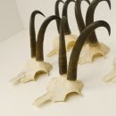 5 Stück Gamsgeweihe Gemse Geweihe Schlauchlänge max. 21,3 cm 47.169