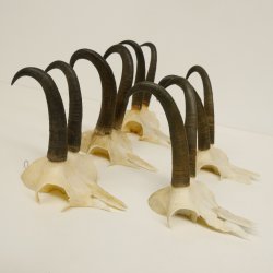 5 Stück Gamsgeweihe Gemse Geweihe Schlauchlänge max. 21,3 cm 47.169