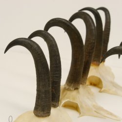 5 Stück Gamsgeweihe Gemse Geweihe Schlauchlänge max. 21,3 cm 47.169