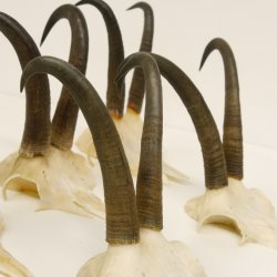 5 Stück Gamsgeweihe Gemse Geweihe Schlauchlänge max. 21,3 cm 47.169