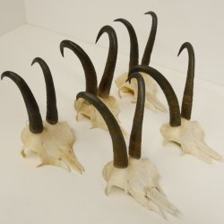 5 Stück Gamsgeweihe Gemse Geweihe Schlauchlänge max. 21,3 cm 47.169
