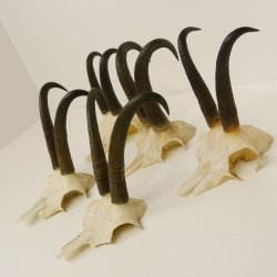 5 Stück Gamsgeweihe Gemse Geweihe Schlauchlänge max. 21,3 cm 47.169