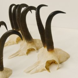 5 Stück Gamsgeweihe Gemse Geweihe Schlauchlänge max. 21,3 cm 47.169