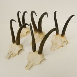 5 Stück Gamsgeweihe Gemse Geweihe Schlauchlänge max. 21,3 cm 47.169