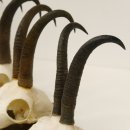 5 Stück Gamsgeweihe Gemse Geweihe auf Trophäenschilder SL max. 22,7 cm 47.171