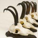 5 Stück Gamsgeweihe Gemse Geweihe auf Trophäenschilder SL max. 22,7 cm 47.171