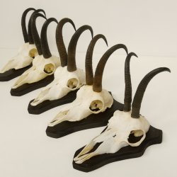 5 Stück Gamsgeweihe Gemse Geweihe auf Trophäenschilder SL max. 22,7 cm 47.171