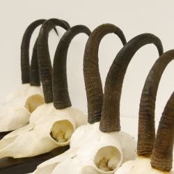 5 Stück Gamsgeweihe Gemse Geweihe auf Trophäenschilder SL max. 22,7 cm 47.171