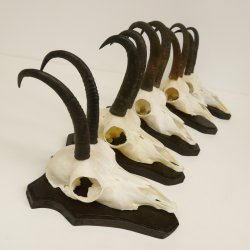 5 Stück Gamsgeweihe Gemse Geweihe auf Trophäenschilder SL max. 22,7 cm 47.171