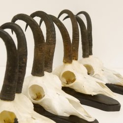 5 Stück Gamsgeweihe Gemse Geweihe auf Trophäenschilder SL max. 22,7 cm 47.171