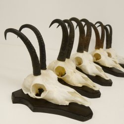 5 Stück Gamsgeweihe Gemse Geweihe auf Trophäenschilder SL max. 22,7 cm 47.171