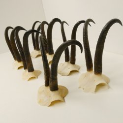 7 Stück Gamsgeweihe Gemse Geweihe Schlauchlänge max. 22,8 cm 47.172