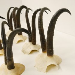 7 Stück Gamsgeweihe Gemse Geweihe Schlauchlänge max. 22,8 cm 47.172