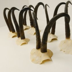 7 Stück Gamsgeweihe Gemse Geweihe Schlauchlänge max. 22,8 cm 47.172