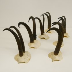 7 Stück Gamsgeweihe Gemse Geweihe Schlauchlänge max. 22,8 cm 47.172