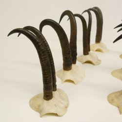 7 Stück Gamsgeweihe Gemse Geweihe Schlauchlänge max. 22,8 cm 47.172