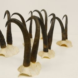 7 Stück Gamsgeweihe Gemse Geweihe Schlauchlänge max. 22,8 cm 47.172