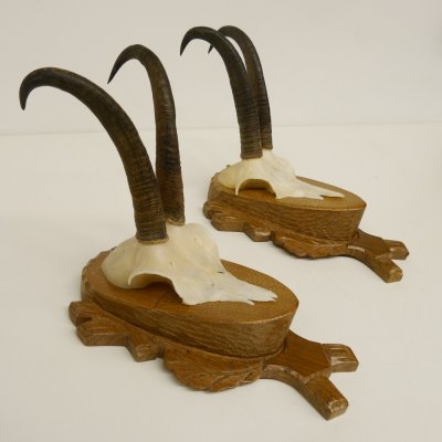 2 Stück Gamsgeweihe Gemse Geweihe auf Trophäenschilder SL max. 20,6 cm 47.174