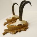 2 Stück Gamsgeweihe Gemse Geweihe auf Trophäenschilder SL max. 20,6 cm 47.174
