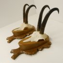 2 Stück Gamsgeweihe Gemse Geweihe auf Trophäenschilder SL max. 20,6 cm 47.174