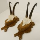 2 Stück Gamsgeweihe Gemse Geweihe auf Trophäenschilder SL max. 20,6 cm 47.174