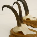 2 Stück Gamsgeweihe Gemse Geweihe auf Trophäenschilder SL max. 20,6 cm 47.174