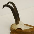 2 Stück Gamsgeweihe Gemse Geweihe auf Trophäenschilder SL max. 20,6 cm 47.174