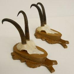 2 Stück Gamsgeweihe Gemse Geweihe auf Trophäenschilder SL max. 20,6 cm 47.174