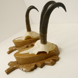 2 Stück Gamsgeweihe Gemse Geweihe auf Trophäenschilder SL max. 20,6 cm 47.174