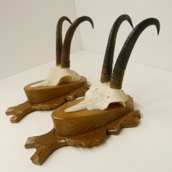 2 Stück Gamsgeweihe Gemse Geweihe auf Trophäenschilder SL max. 20,6 cm 47.174