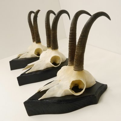 3 Stück Gamsgeweihe Gemse Geweihe auf Trophäenschilder SL max. 20,8 cm 47.175