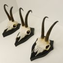 3 Stück Gamsgeweihe Gemse Geweihe auf Trophäenschilder SL max. 20,8 cm 47.175